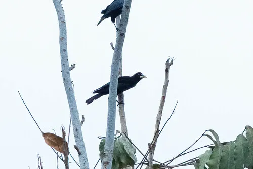 Band-tailed Cacique