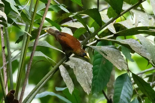 Casqued Cacique