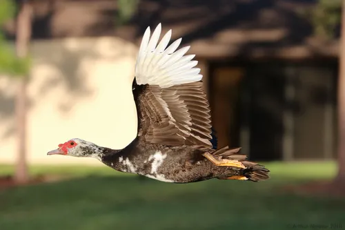 Pato-do-mato