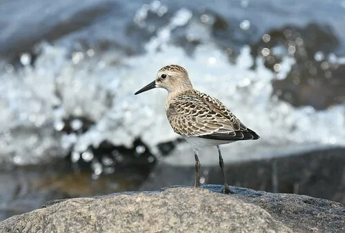 Baird's Sandpiper