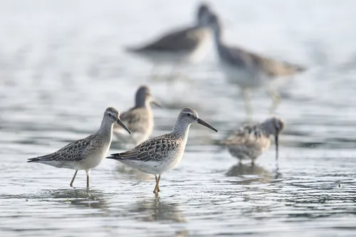 Stilt Sandpiper