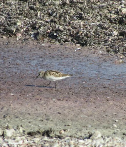 Little Stint