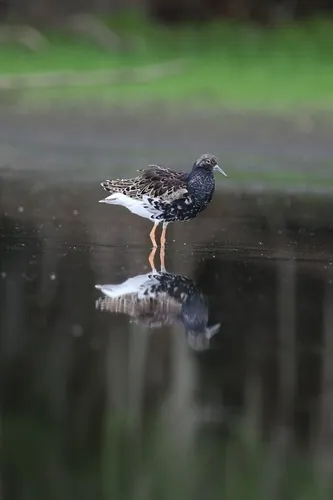 Ruff