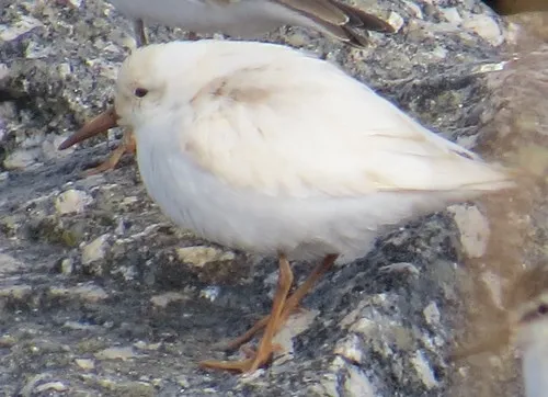 Semipalmated Sandpiper