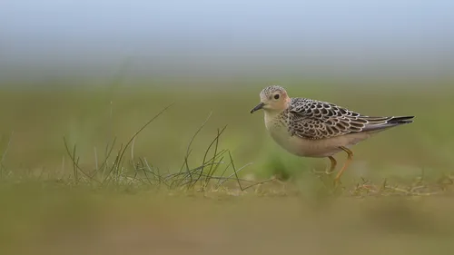 Buff-breasted Sandpiper