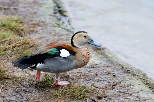 Ringed Teal