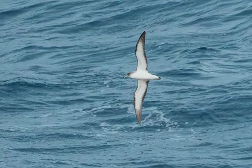 Cory's Shearwater