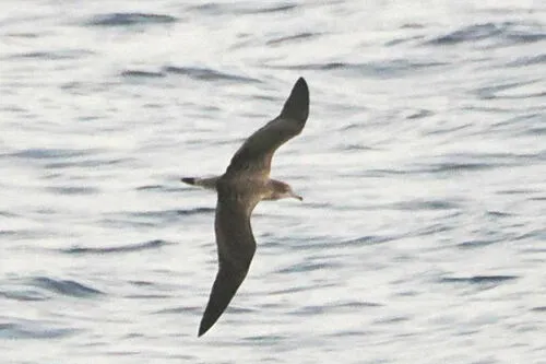Cagarra-de-cabo-verde