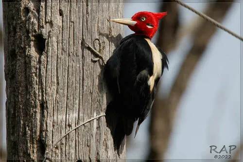 Cream-backed Woodpecker