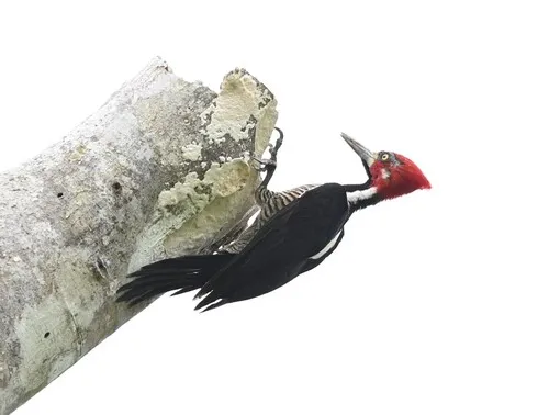 Pica-pau-de-topete-vermelho