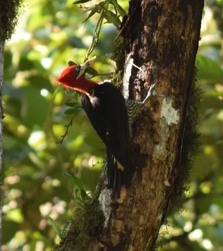 Robust Woodpecker