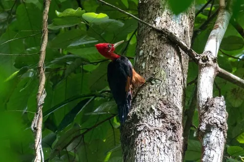 Pica-pau-de-barriga-vermelha