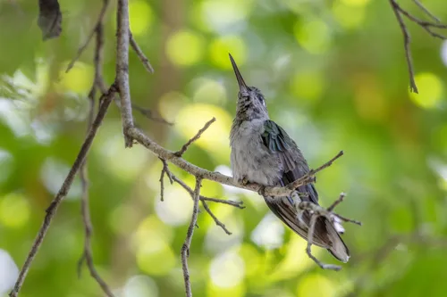 Gray-breasted Sabrewing
