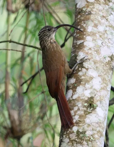Black-billed Scythebill