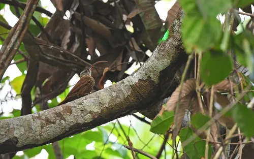 Snethlage's Scythebill