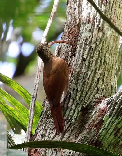 Rondonia Scythebill