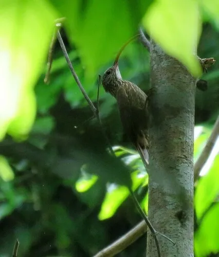 Curve-billed Scythebill