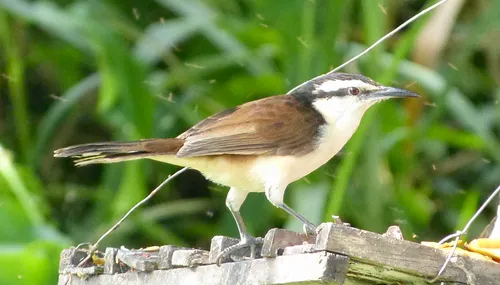 Bicolored Wren
