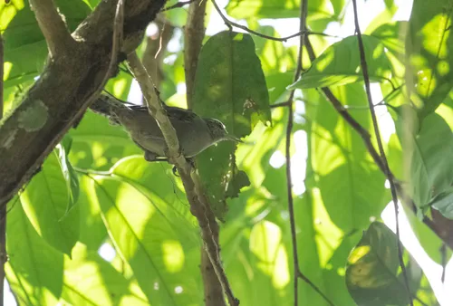 Gray Wren