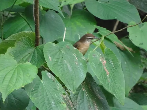 Garrinchão-de-barriga-vermelha