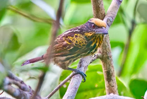 Gilded Barbet
