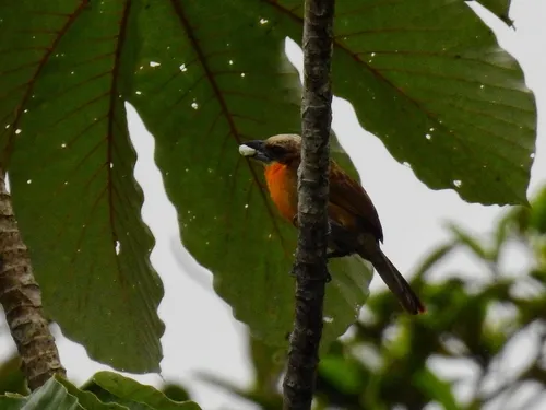 Scarlet-crowned Barbet