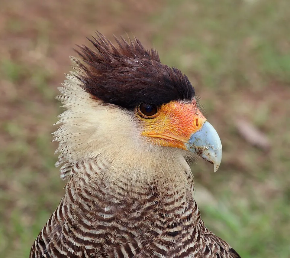 Carcará