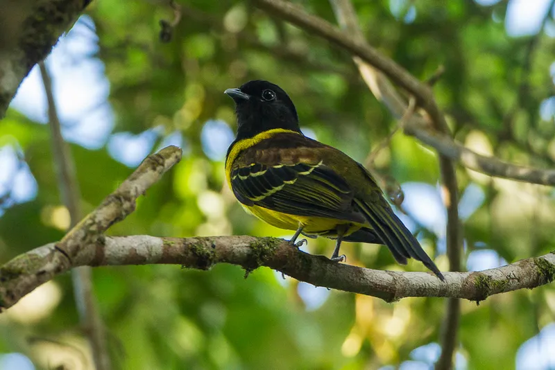 Hooded Berryeater