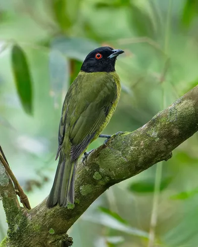 Black-headed Berryeater