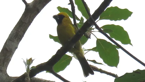Yellow-green Grosbeak