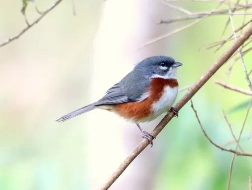 Bay-chested Warbling-Finch