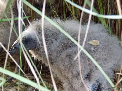 Urubu-de-cabeça-amarela