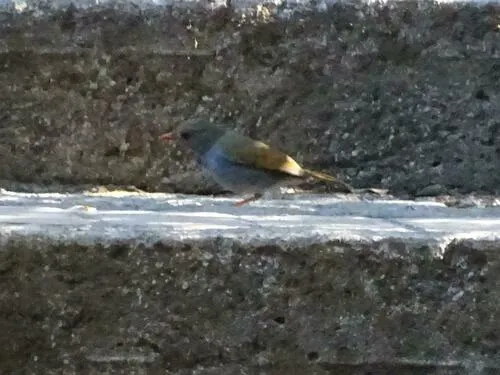 Orange-billed Nightingale-thrush
