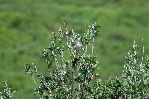 Gray-cheeked Thrush