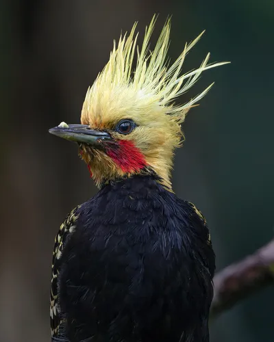 Pica-pau-de-cabeça-amarela