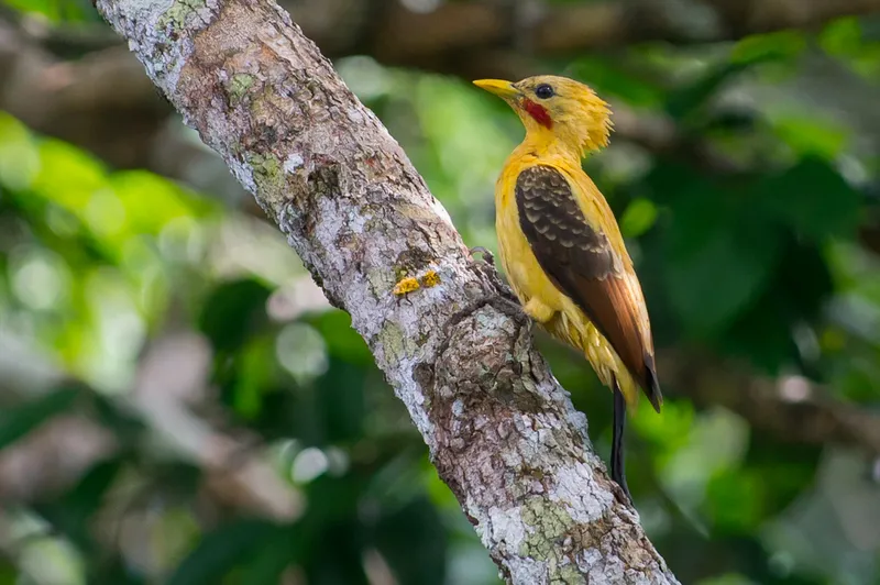 Cream-colored Woodpecker