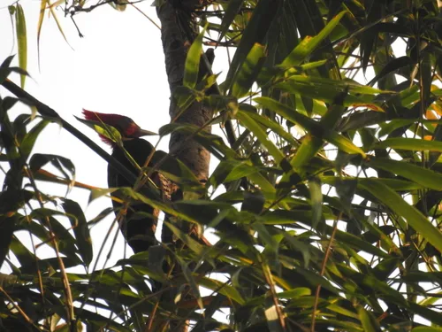 Helmeted Woodpecker