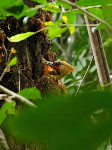 Pale-crested Woodpecker