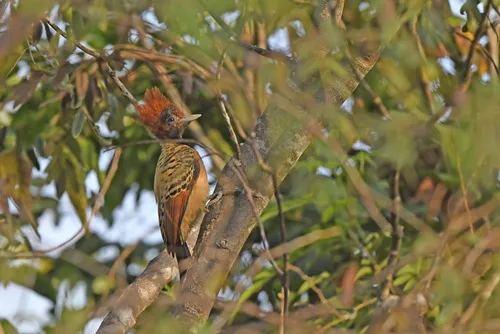 Pica-pau-da-taboca