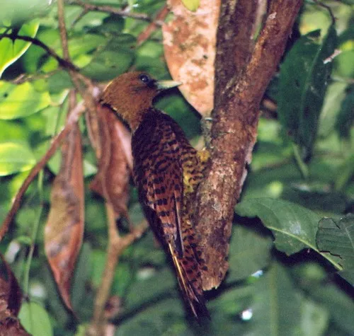 Ringed Woodpecker