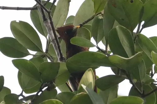 Waved Woodpecker