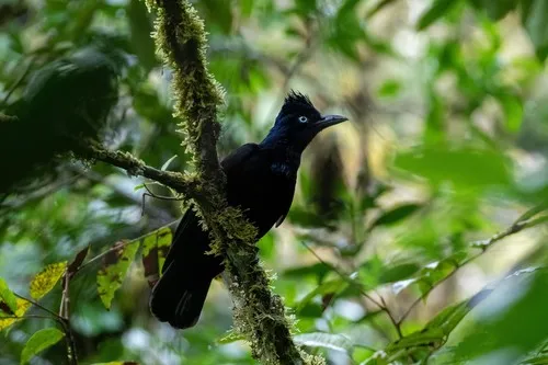 Amazonian Umbrellabird