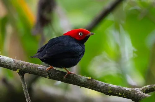 Round-tailed Manakin