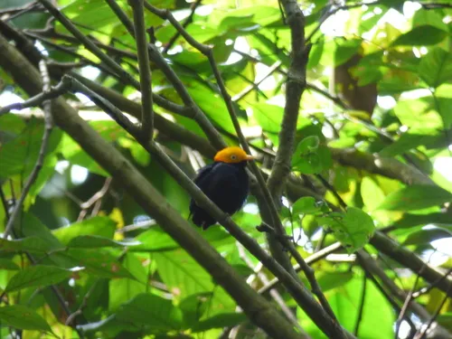 Cabeça-de-ouro