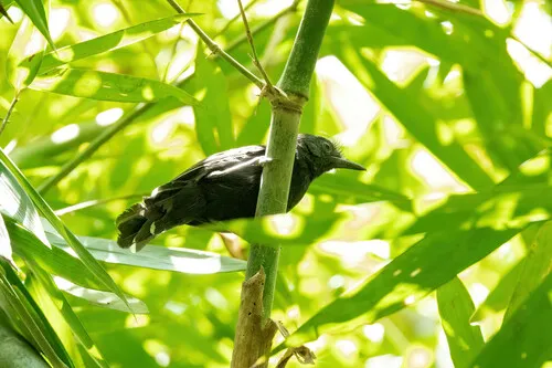 Manu Antbird