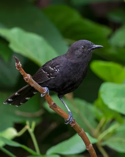 Mato Grosso Antbird