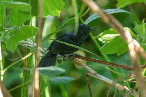 Chororó-negro-do-acre