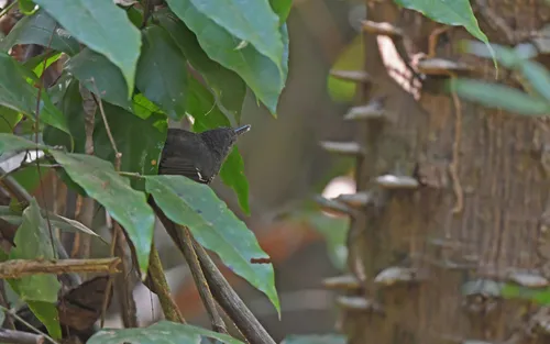Willis's Antbird