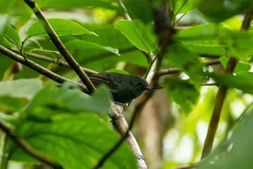Blackish Antbird