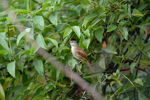 Yellow-chinned Spinetail